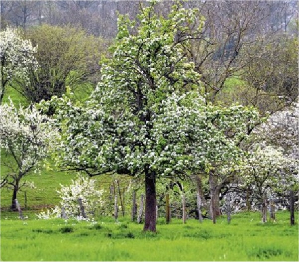 Nos pommes fraiches du Pays de Herve